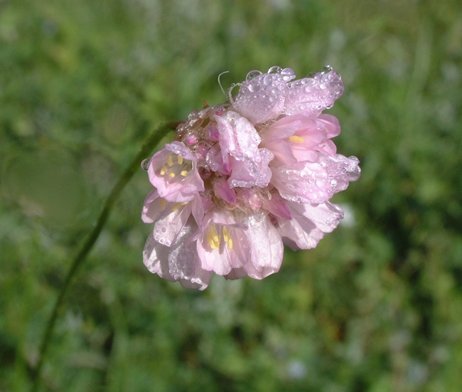 spillone.. - Armeria sp.